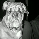 BBDOG