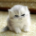CHUDCAT