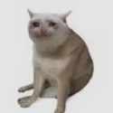 CASHCAT