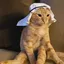 CRUDECAT