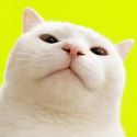 VIBECAT