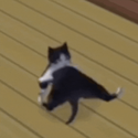 BCat