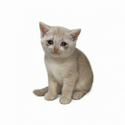 CASHKITTY