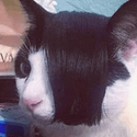 emocat