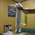 LONGCAT