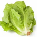 Lettuce / SOL
