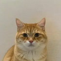 Neko / SOL
