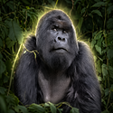 Gorilla 