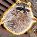 Chubby / SOL