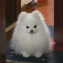 fluff