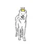 Shiba