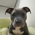 Bully