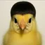 CHICKWIF