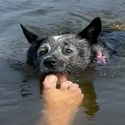 piranhadog