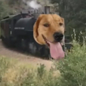 traindog / SOL