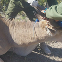 ELAND