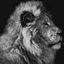 TheLion