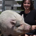 waddles
