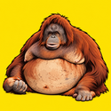 PONGO
