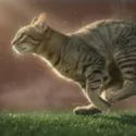 Meowt / SOL