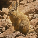 Viscacha