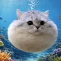 Catfish / SOL