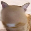 zCAT