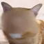 zCAT