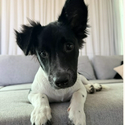 OREO / LAUNCH