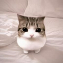 Meowpin