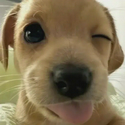 SILLY