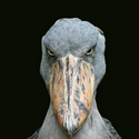 shoebill 
