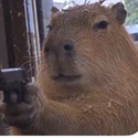 CAPYBARA / SOL