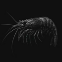 Shrimp