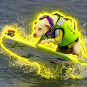 SURFINGDOG