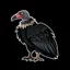 BLACKCONDOR