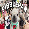 PIBBLE / SOL
