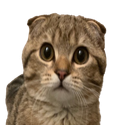 mɔ