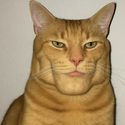 MOGCAT