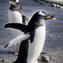 Gentoo