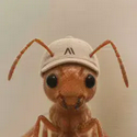 ANT / SOL