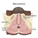 ANAL