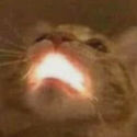 glowcat