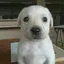 Milly