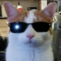 coolcat / SOL