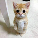 Gato / SOL