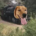traindog