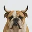 bulldog