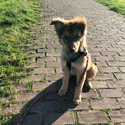 LBR