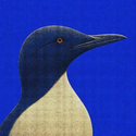 MURRE